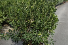Pitosporum tobira 